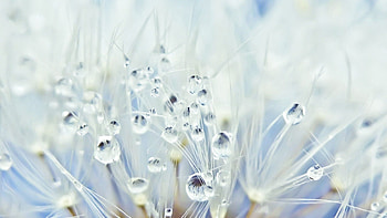 Drops, Macro, Light, Light Coloured, Dandelion, Seeds, Seed HD wallpaper