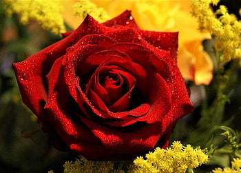 rose, blossom, red, flower HD wallpaper