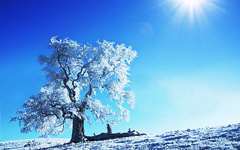 Landscape, Trees HD wallpaper
