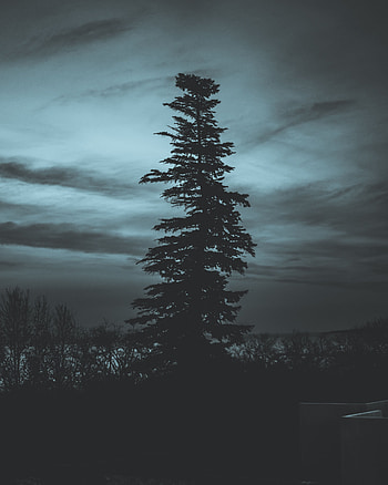 Sky, Night, Dark, Silhouette, Wood, Tree HD phone wallpaper