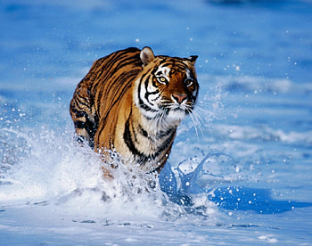 TIGRE, animal, felino, fauna, natureza HD wallpaper