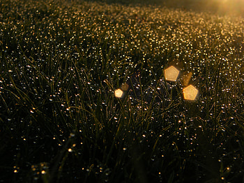 Field of Stars, grass, stars, dew, green HD wallpaper