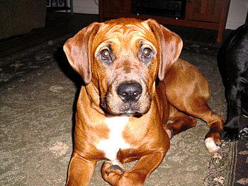 rottweiler boxer mix puppy, cute, puppy, rottweiler, boxer HD wallpaper