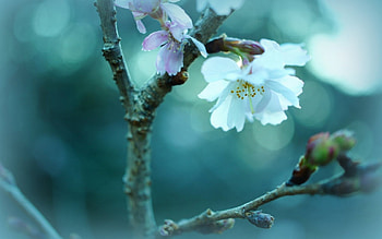 Sakura, blue, flower, cherry blossom, nature, grapy, macro HD wallpaper