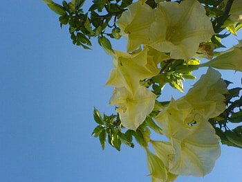 floripondio2, yellow, green, nature, flowers, forest HD wallpaper