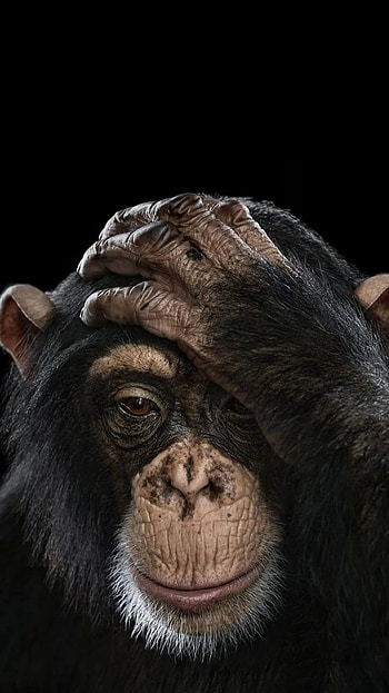Chimpanzee, Variety of , Android and compatible, Stunning HD phone wallpaper