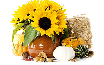 Flowers, Background, Sunflowers, Still Life HD wallpaper
