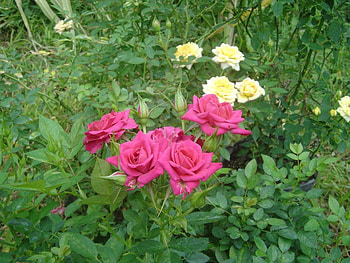 Roses, flowers HD wallpaper