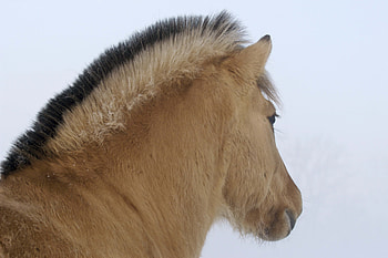 Animals, Winter, Mane, Horse HD wallpaper
