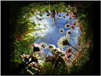 View from below, view, garden, flowers, below ground HD wallpaper
