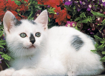 Is pose alright with you, kitten, white, black, garden, flowers HD wallpaper