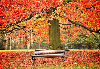 Autumn umbrella, bench, branches, leaves on ground, autumn, orange gold and red, large tree HD wallpaper
