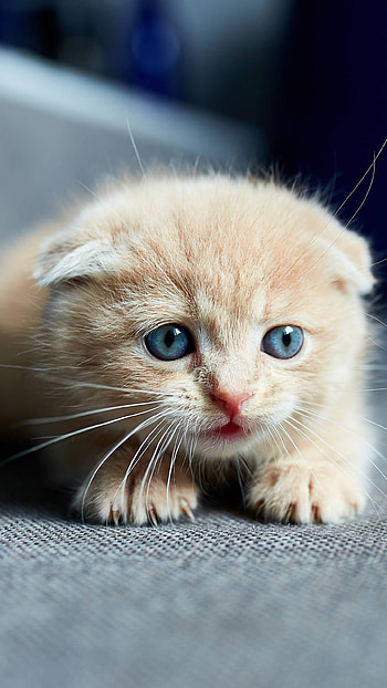 Cute Cat, Blue Eyes, animal, cat HD phone wallpaper