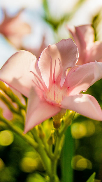 Nature shine, Bloom , Flower , Nature HD phone wallpaper
