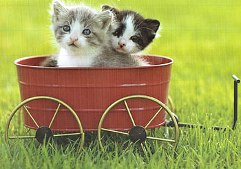 2 Kitty's in a cart, grass, kittens, cart, Red HD wallpaper