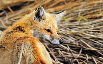 Animals, Fox, Stroll, Animal, Look Around, Look Back HD wallpaper
