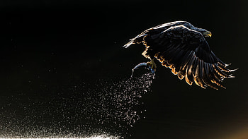 Eagle, Animal, Bird Of Prey, Bird, Birds HD wallpaper