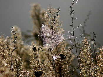 Web, Plant, Macro, Blur, Smooth, Branches HD wallpaper