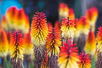 Red Hot Poker ~ aka Torch Lilies, nature, flowers, lilies, kniphofia HD wallpaper