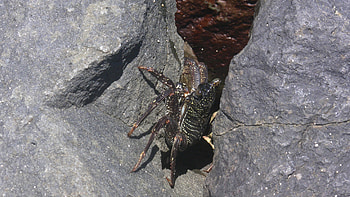 Waikiki Beach Crab, Hawaii, Waikiki, Beach, Crab, Oahu HD wallpaper