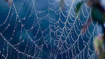 Creepy Tag - Creepy Spider Webs Full Size Nature for 16:9 HD wallpaper