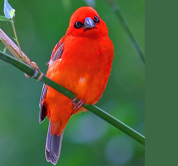 Attraction, branch, color, bird, bright, red and black green HD wallpaper