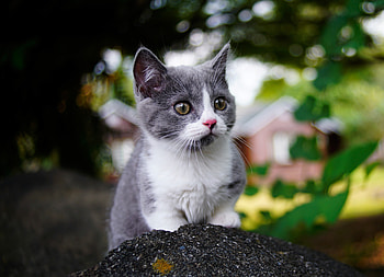 Cute, baby animal, kitten, feline HD wallpaper