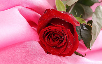 Plants, Flowers, Roses HD wallpaper