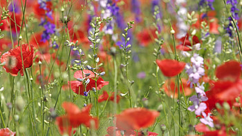 Flowers, Poppies, Plant, Field HD wallpaper