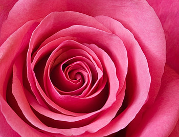 Rose for my Friend LonelyRose, closeup, still life, alone, beautiful, pink rose HD wallpaper