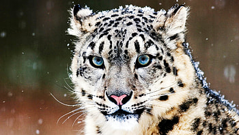 Animals, Snow Leopard HD wallpaper