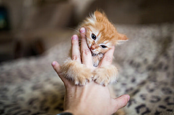 Little tiger, pisica, animal, kitten, cute, cat, funny, paw, hand HD wallpaper