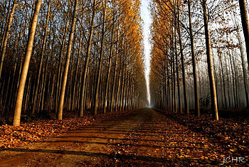 Autumn Road Narrows, trees, yellow and orange leaves, road, nature, autumn leaves HD wallpaper