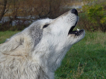 Grey wolf, wolves, animals HD wallpaper