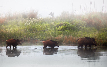 Animals, Rivers, Grass, Shore, Bank, Fog, Three, Boars, Wild Boars HD wallpaper