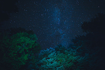 Nature, Trees, Stars, Night, Starry Sky HD wallpaper