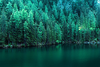 Pine Trees Along Lake , trees, lake, nature HD wallpaper
