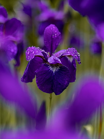 Close-up of a purple iris with dewdrops showcasing vivid colors and delicate petals. HD phone wallpaper