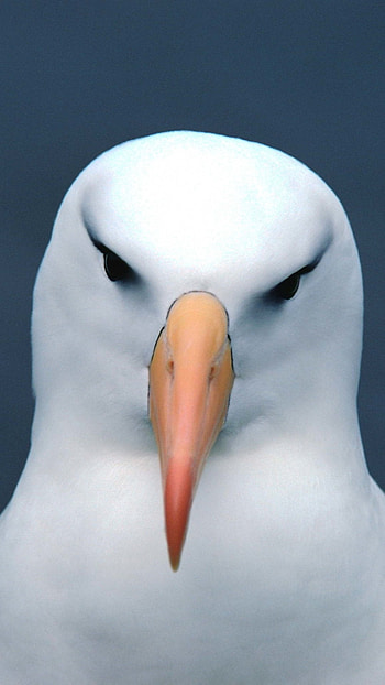 Regal seabird, Albatross in flight, Majestic ocean wanderer, Graceful wing-span HD phone wallpaper
