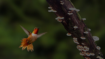 Jay's Hummingbird, Bird, Bird in Flight, Nature, Birds, Hummingbird HD wallpaper