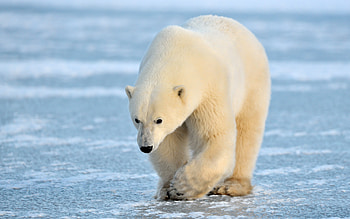 Captivating , Arctic predator, Wildlife graphy, Arctic wonder HD wallpaper