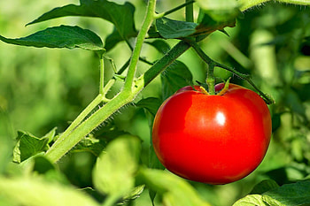 Tomato poisoning, Symptoms in dogs, Diagnosis and treatment, Management cost HD wallpaper