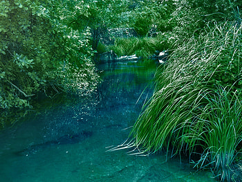 Nature, Rivers, Grass, Bush HD wallpaper