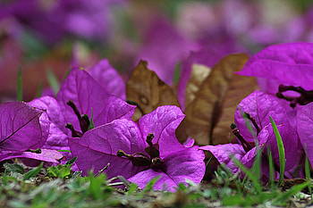 Flowers, Grass, Flower, Petals, Boainvillea, Boeinville HD wallpaper