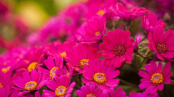 Plants, Flowers HD wallpaper