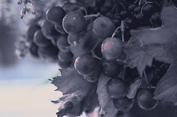 berries-2, Digital Art, Digital Painting, Illustration, Artwork, Landscape HD wallpaper