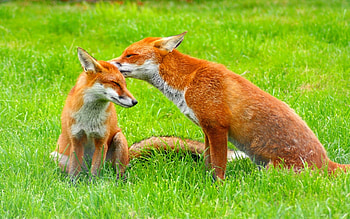 Animals, Fox HD wallpaper