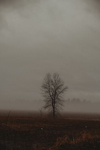Nature, Twilight, Wood, Tree, Fog, Field, Dusk HD phone wallpaper