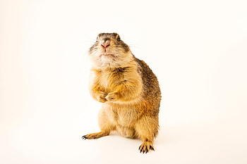 Joel Sartore, Wildlife graphy HD wallpaper