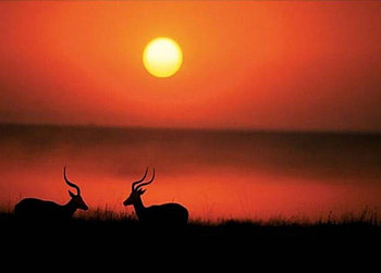Sunset Antelopes, antelopes, silhouette, sunset HD wallpaper